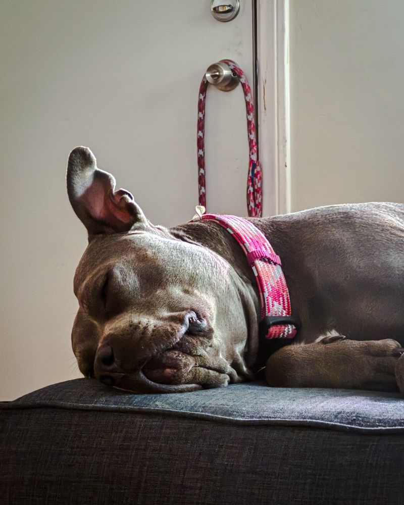 Junie is asleep and her head is on the couch and her ear is pointing straight the sky 