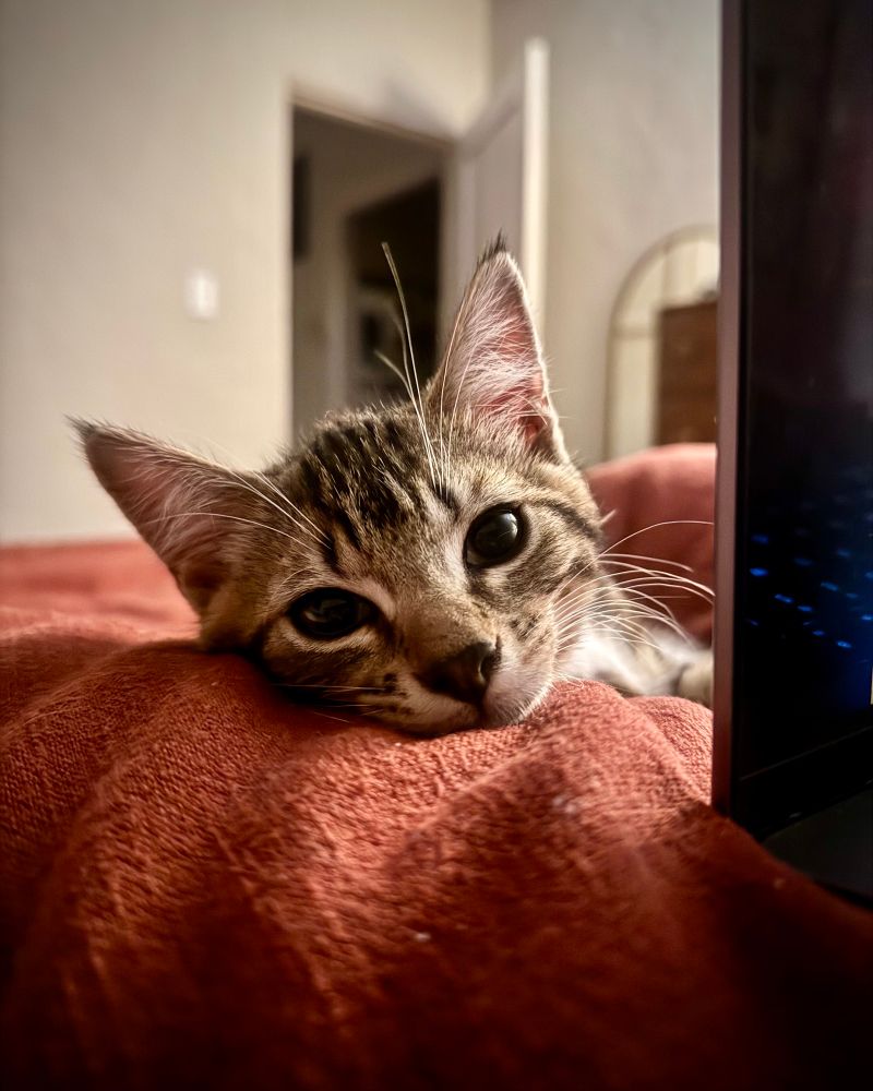 Tabby kitten sweetie baby 