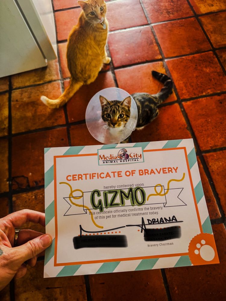 Hand holds Gizmo’s CERTIFICATE OF BRAVERY while Gizmo looks at the camera while wearing a cone.