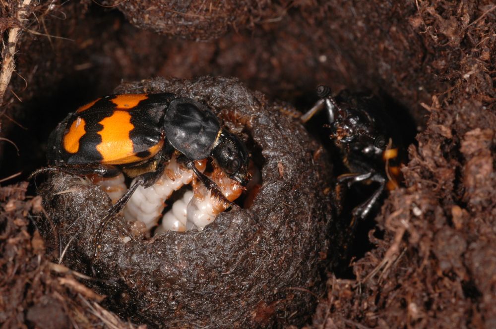 Dung beetle and larvae taken by Huber et al.
