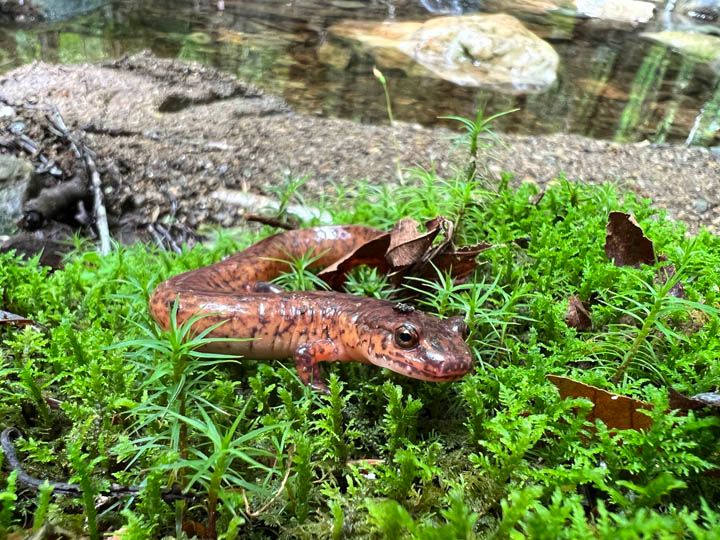 An adult Gyrinophilus porphyriticus, captured during mark-recapture surveys in the Hubbard Brook Experimental Forest, New Hampshire, USA. Photo credit: Madaline Cochrane.