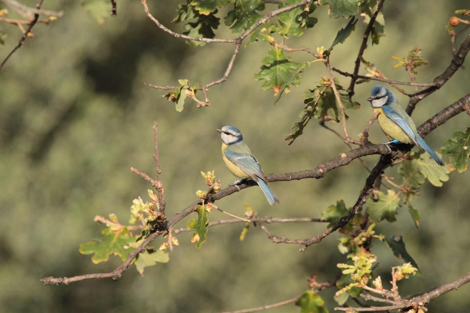Blue tits monitored in Corsica.
(Photo credit: Stéphan Tillo)