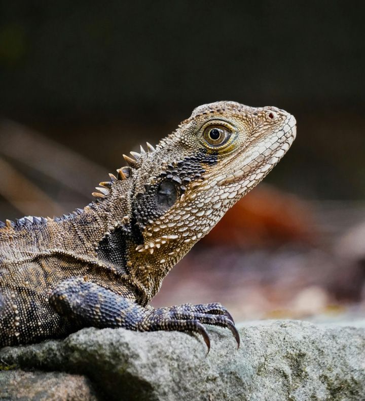wild eastern water dragon on a rock