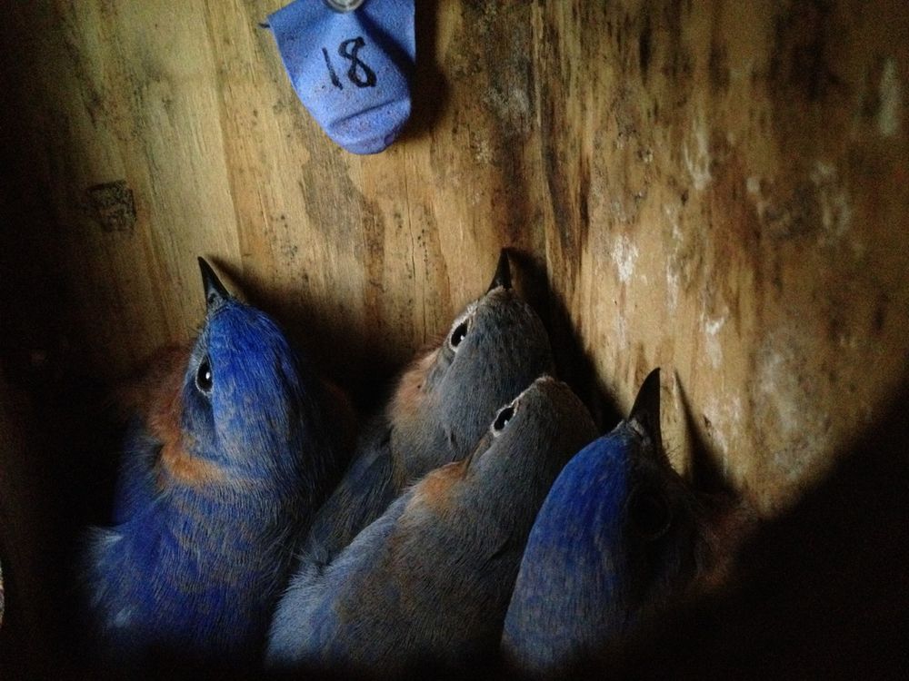 bluebirds in nest from Rolland et al.