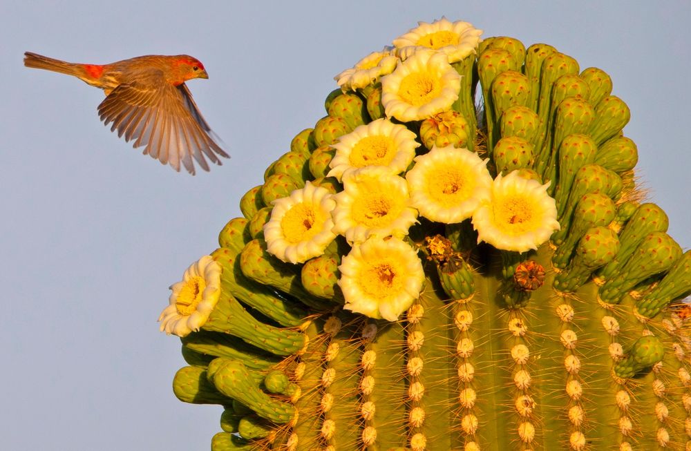 This is a photo of a brown and red bird to the left of a flowering cactus, it is set against a blue sky.