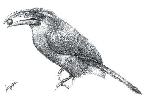 Artistic representation of the Blue-banded Toucanet (Aulacorhynchus coeruleicinctis), one of the species included in this study. Artist: Roberto Ruiz (https://www.instagram.com/rob_rz/), student at https://maevolab.mx.
