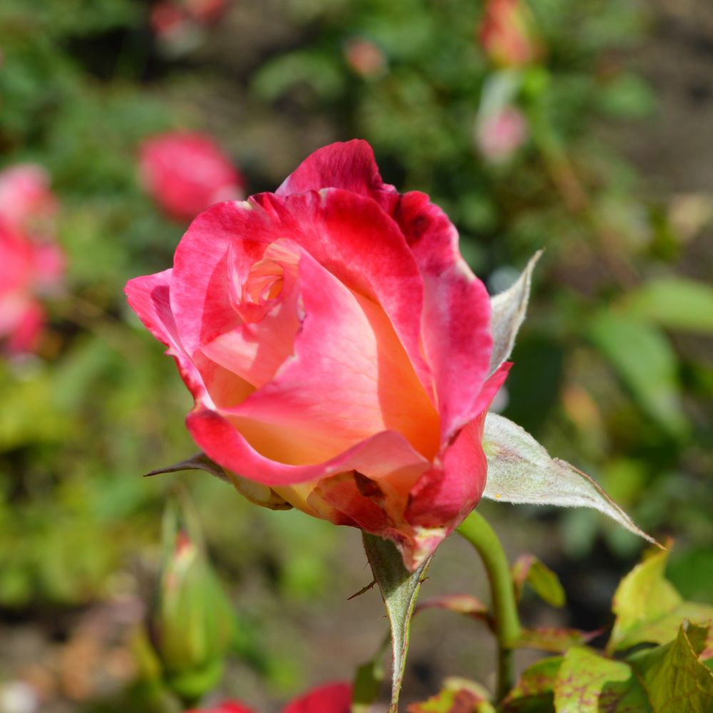 Dark pink rose
