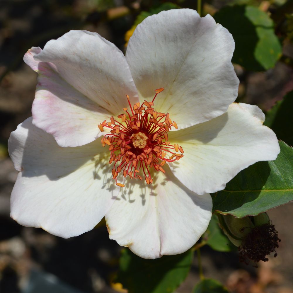 White rose with five petals similar to the rose of the House of York