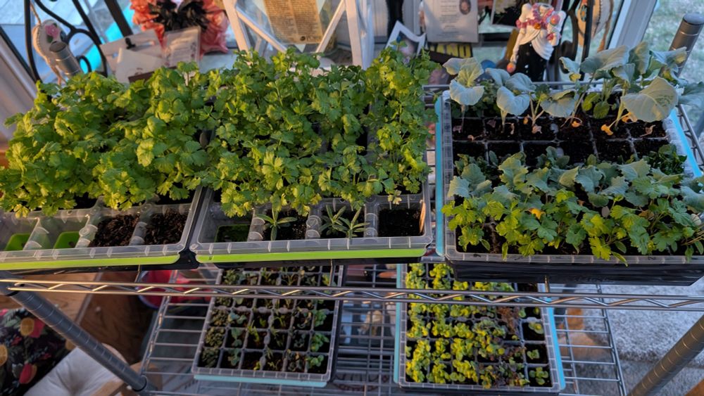 Vegetable seedlings.