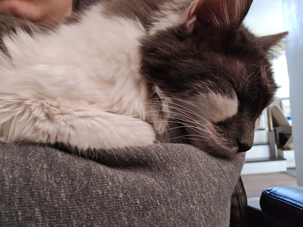 Sleeping face of a gray and white tuxedo cat. 