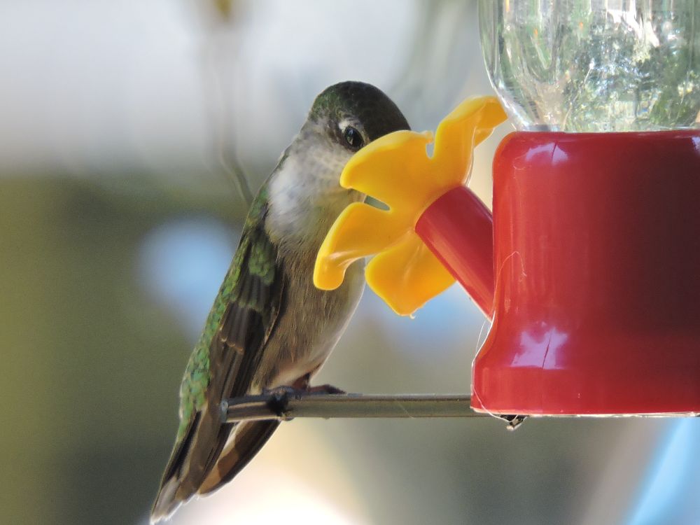 Photo of a female ruby-throated hummingbird sitting on a feeder.