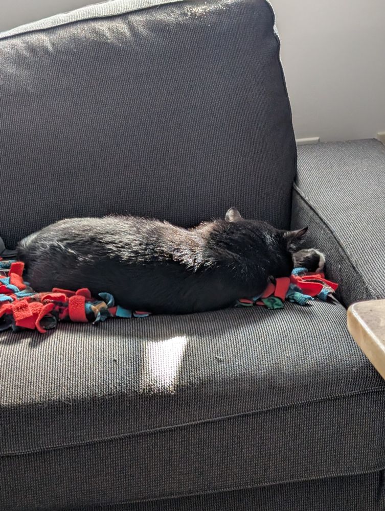 A tuxedo cat laying on the couch. A sunbeam plays across his torso