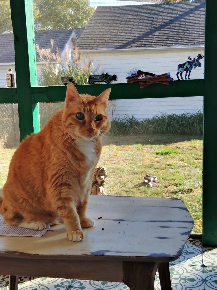 An orange cat sitting on a table 