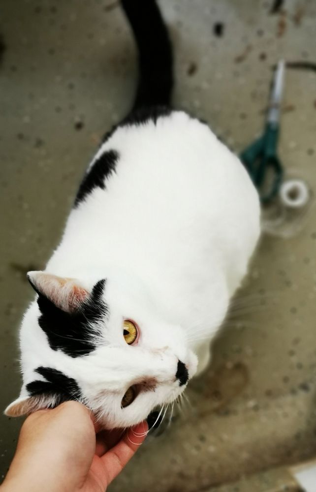 photo of a cat getting pets. his fur is white with big black spots. 
