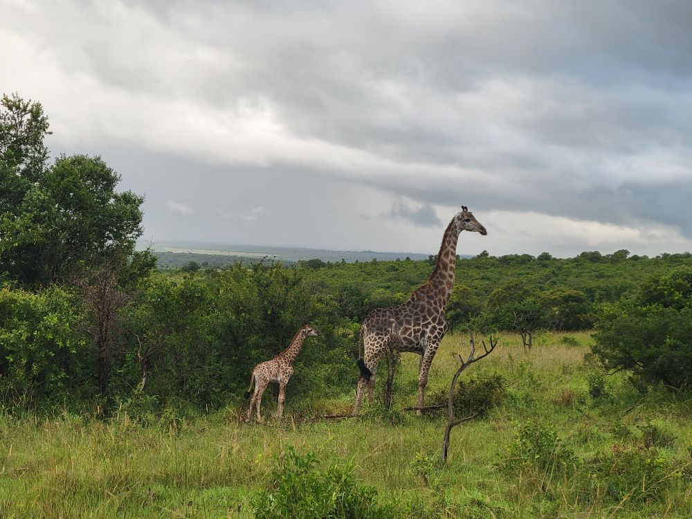 Baby giraffe! That is about 6' tall.