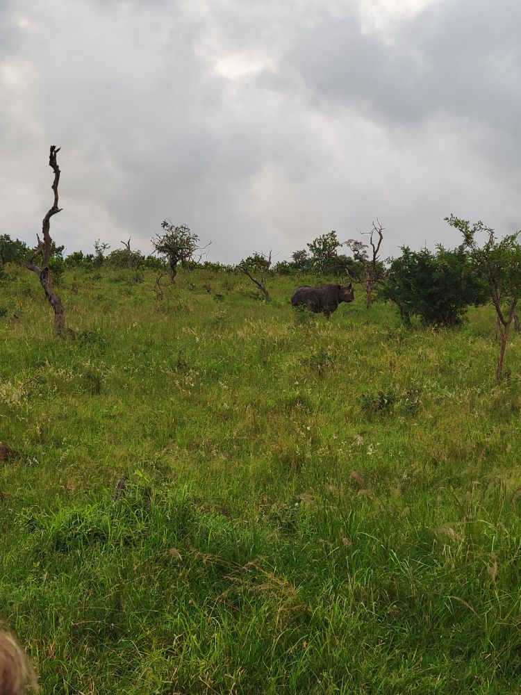 Black rhino. Needs horn cut again. They cut them off so poachers don't kill the animals. 