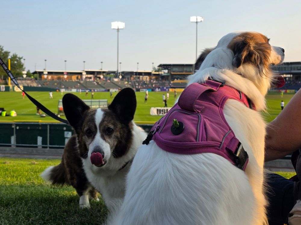 Foreground of two cute dogs with soccer in the background 