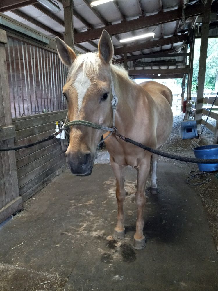 Astra, a slim golden palomino horse with a big diamond-shaped star on her forehead, standing in crossties in a puddle of shed fur. She looks calm and friendly.