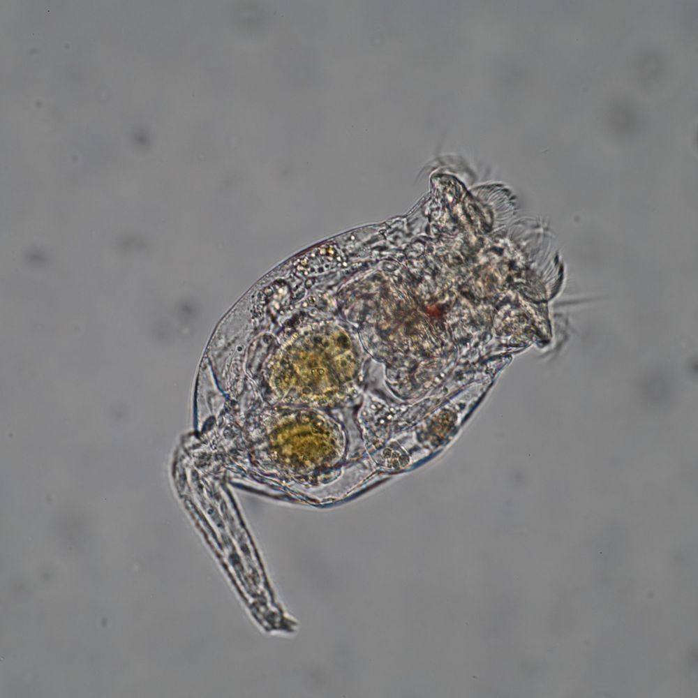 a translucent rotifer on a gray background