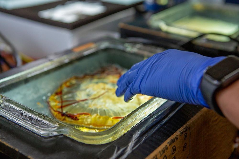 a large orange jellyfish flattened in a glass tray