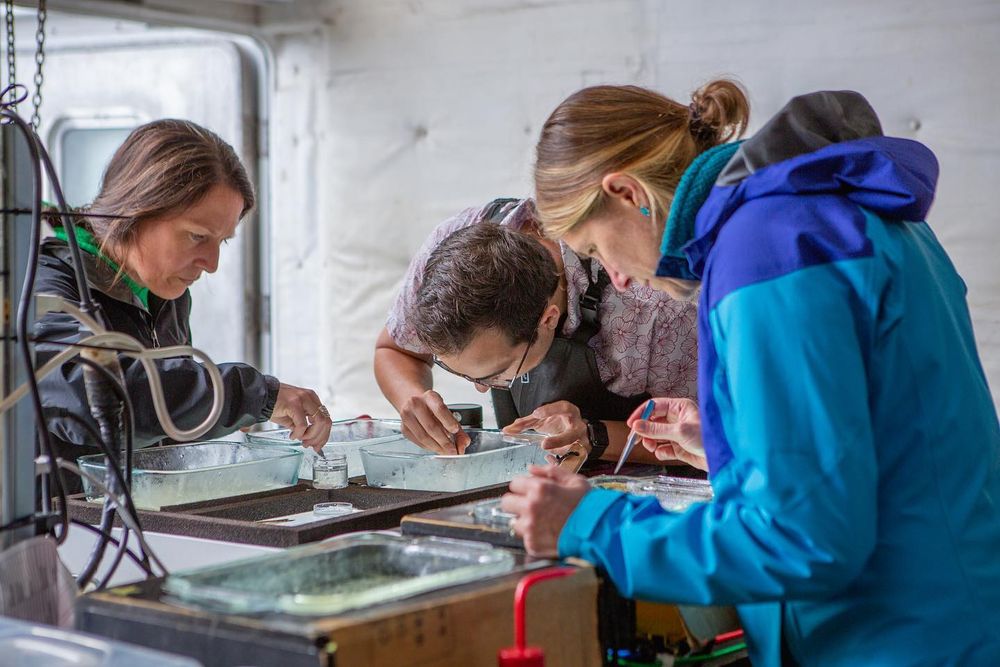 three scientists peer into trays and pick things out with forceps