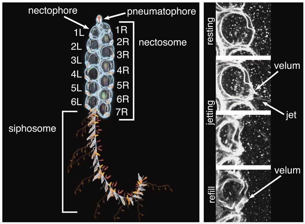 A siphonophore which looks like white transparent bubbles in two rows with a long frilly tail trailing out one end