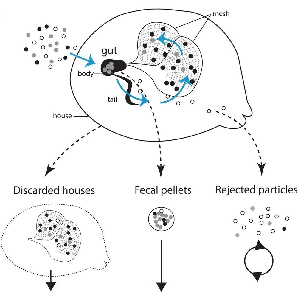 a diagram showing the possible fates of particles caught in the appendicularian's house