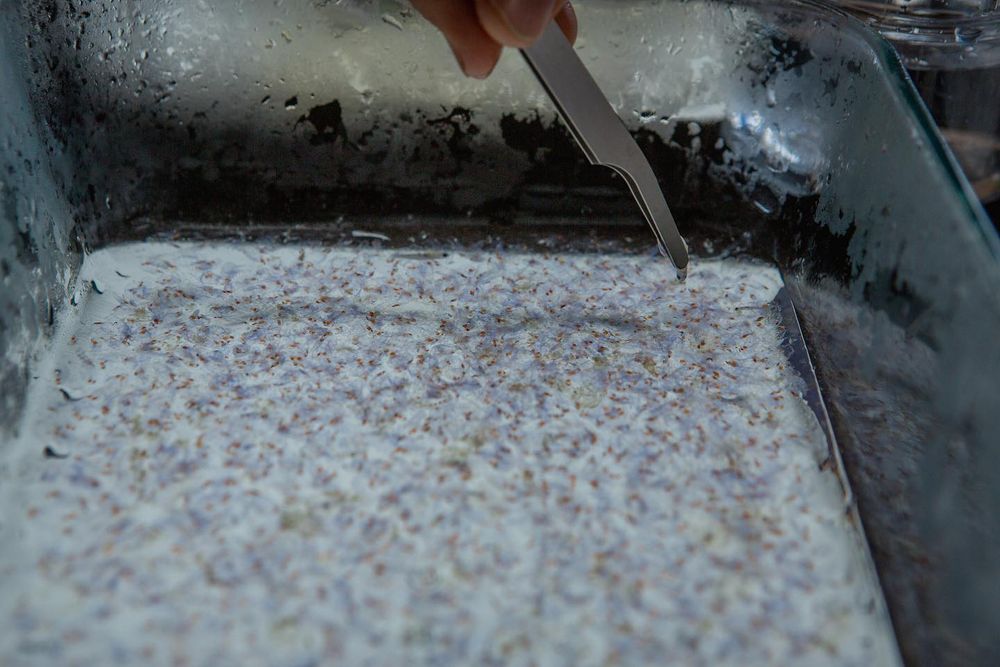 many purplish round animals in a glass tray