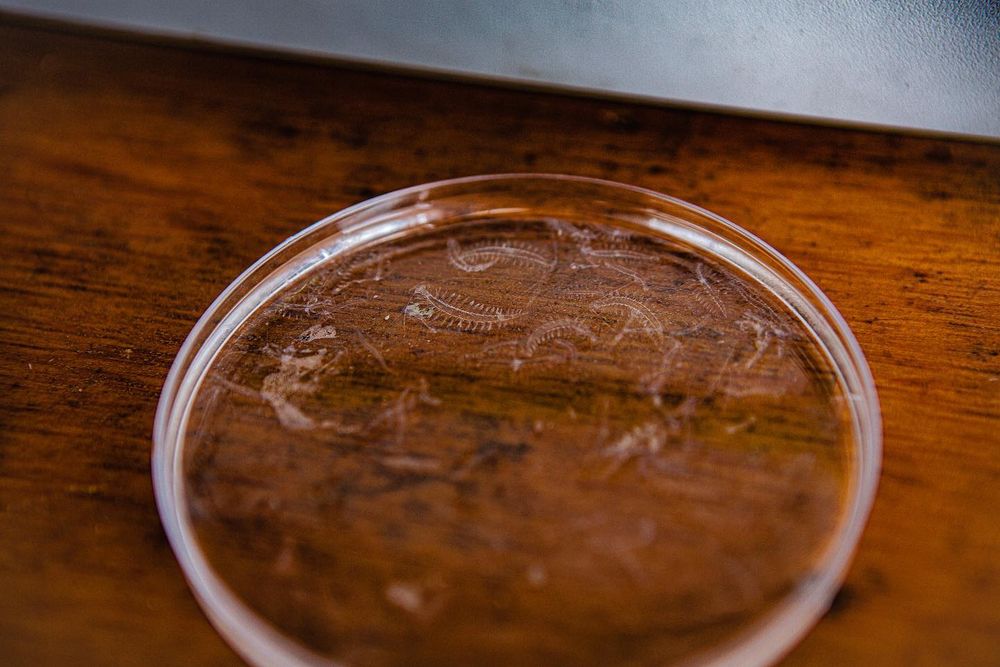 small transparent many-legged centipede-like animals in a petri dish