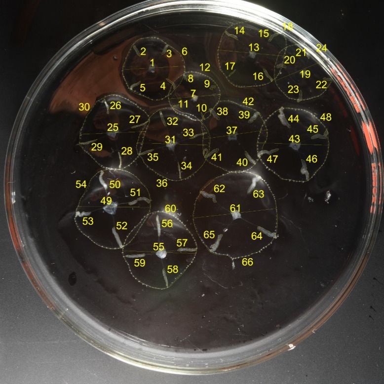 small transparent jellyfish with white gonads individually numbered in a petri dish on a black background