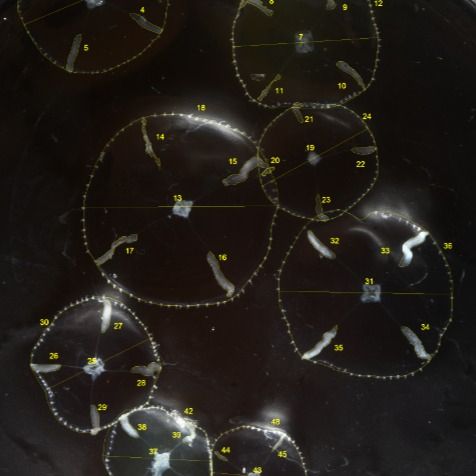 small transparent jellyfish with white gonads individually numbered in a petri dish on a black background