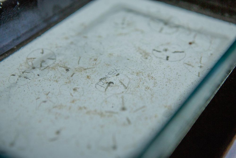 many small transparent jellyfish in a glass tray