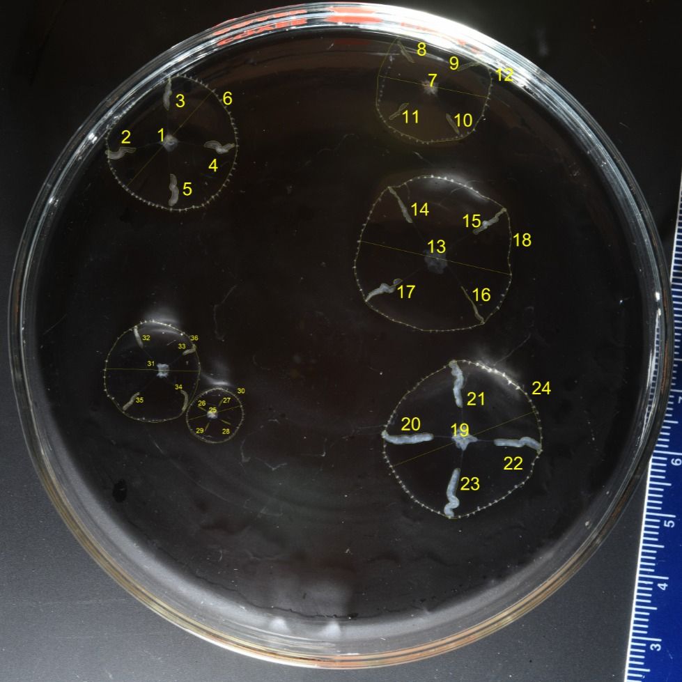 small transparent jellyfish with white gonads individually numbered in a petri dish on a black background