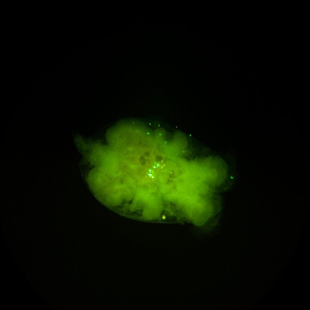 a round glowing green rotifer with bright green dots in it on a black background