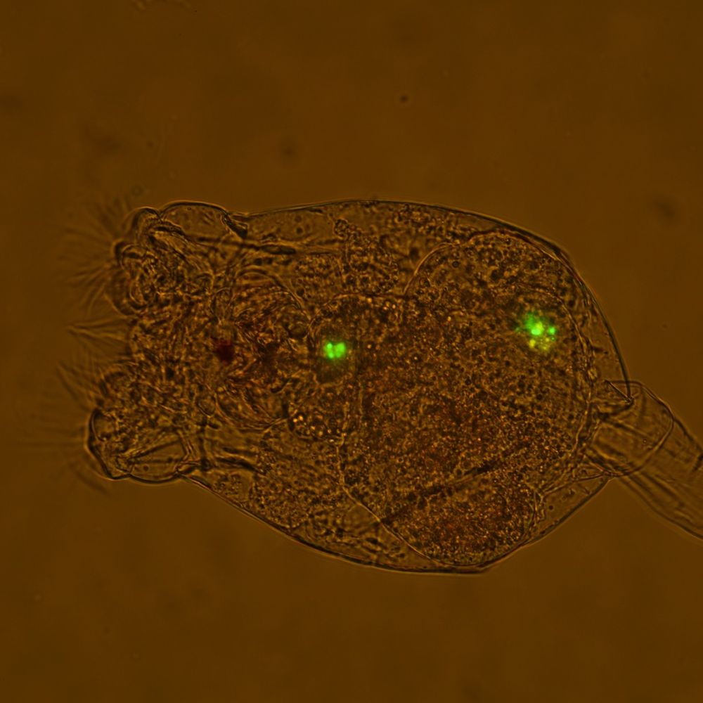 a rotifer with green glowing dots in it on a brown background
