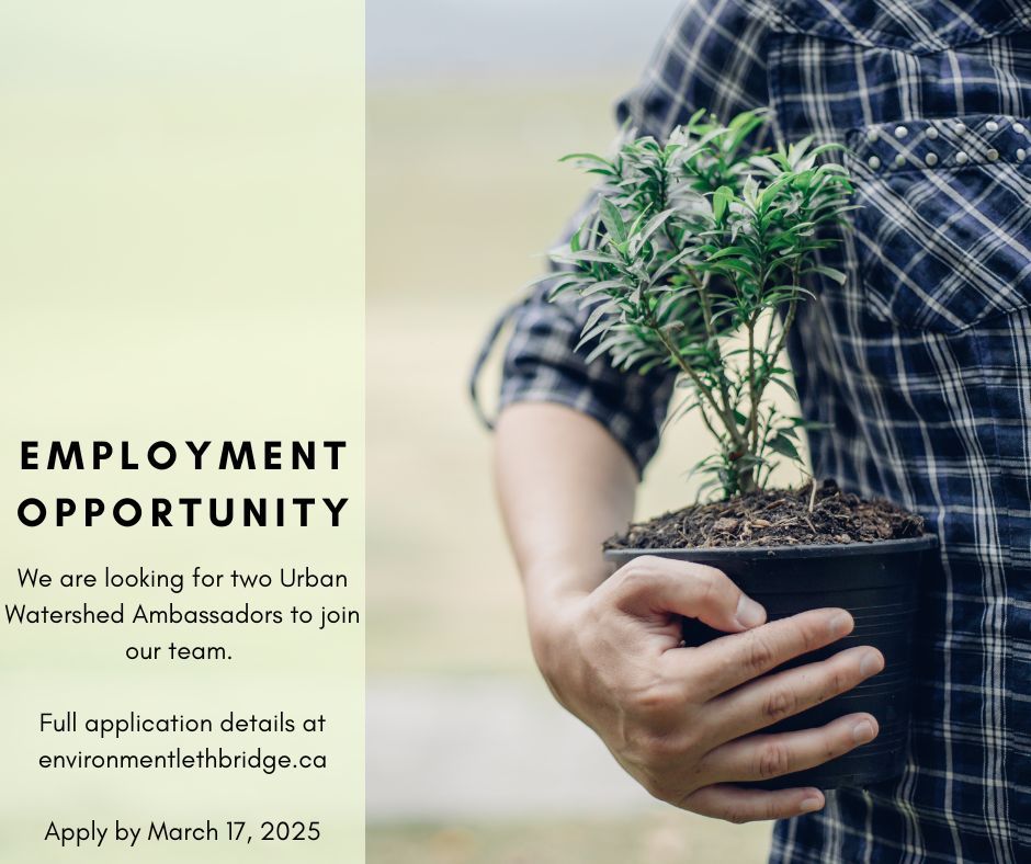 A photo of a person carrying a potted plant. The text reads: Employment Opportunity. We are looking for two Urban Watershed Ambassadors to join our team. Full applications details at environmentlethbridge.org. Apply by March 17, 2025.