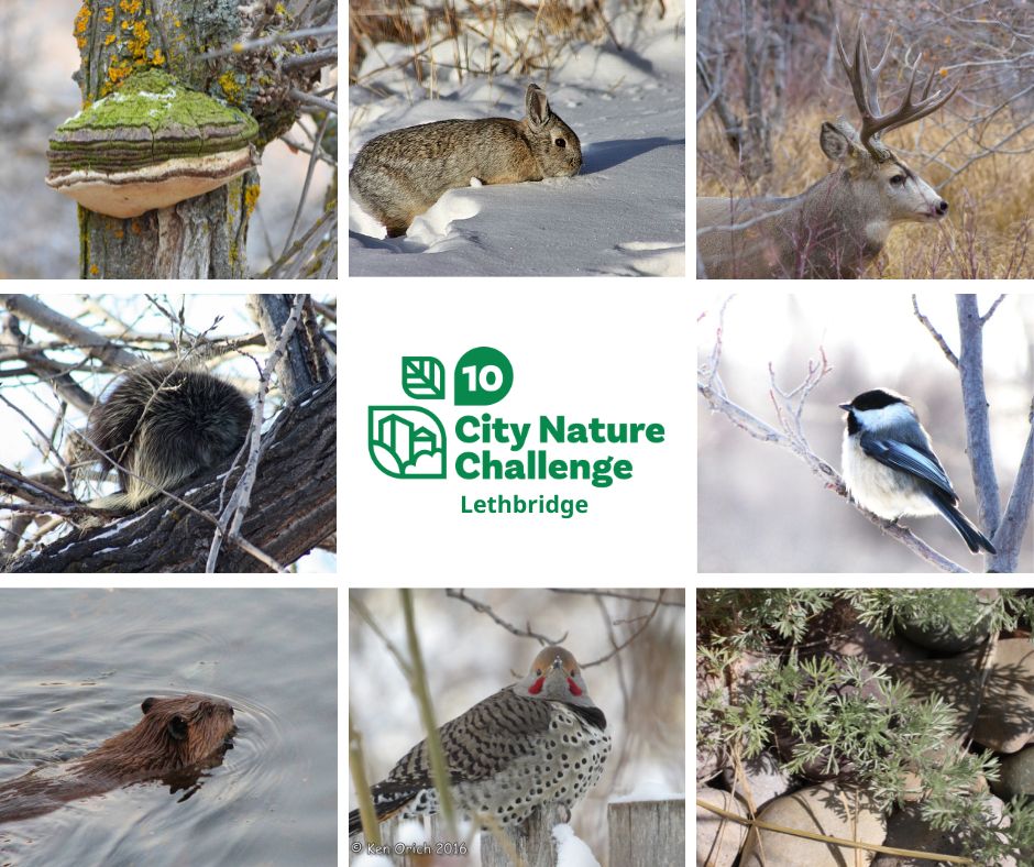 A grid of images showing local wildlife including a mountain cottontail, mule deer, porcupine, black-capped chickadee, beaver, and a northern flicker.