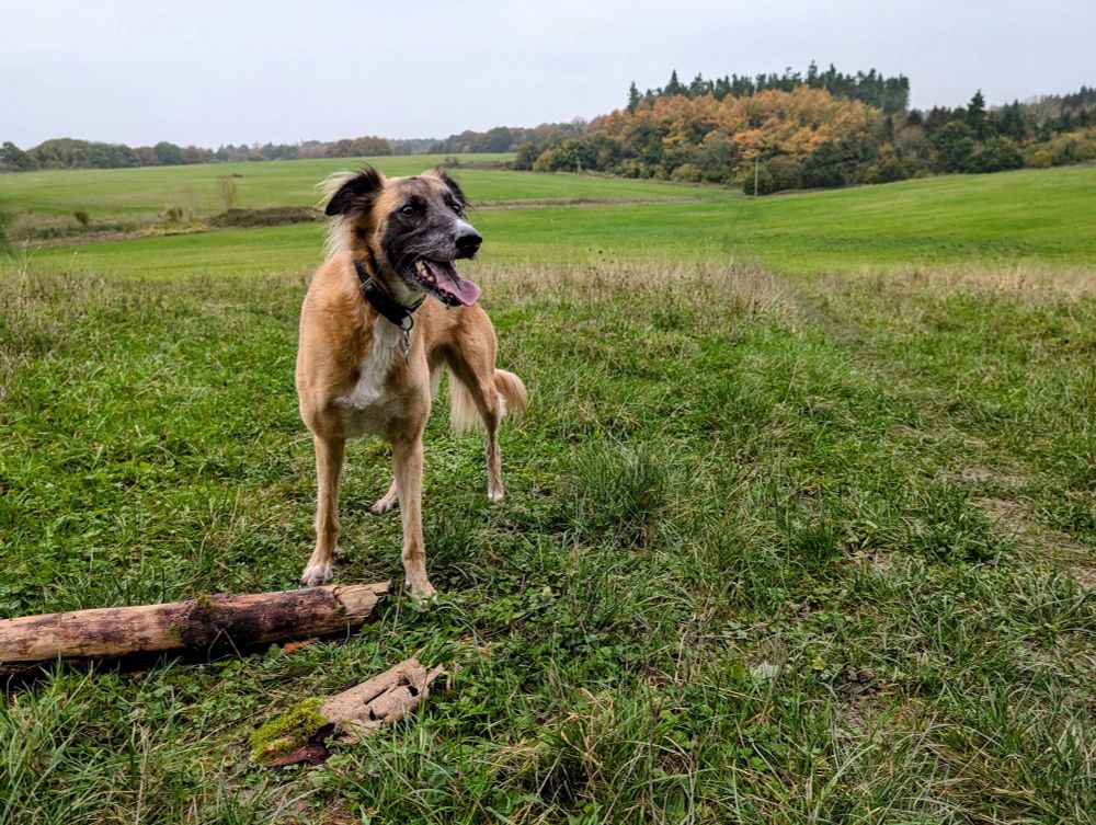 A handsome lurcher with a stick that's far to big for him. He's standing in parkland where there might at any moment appear a deer that he will fail to chase