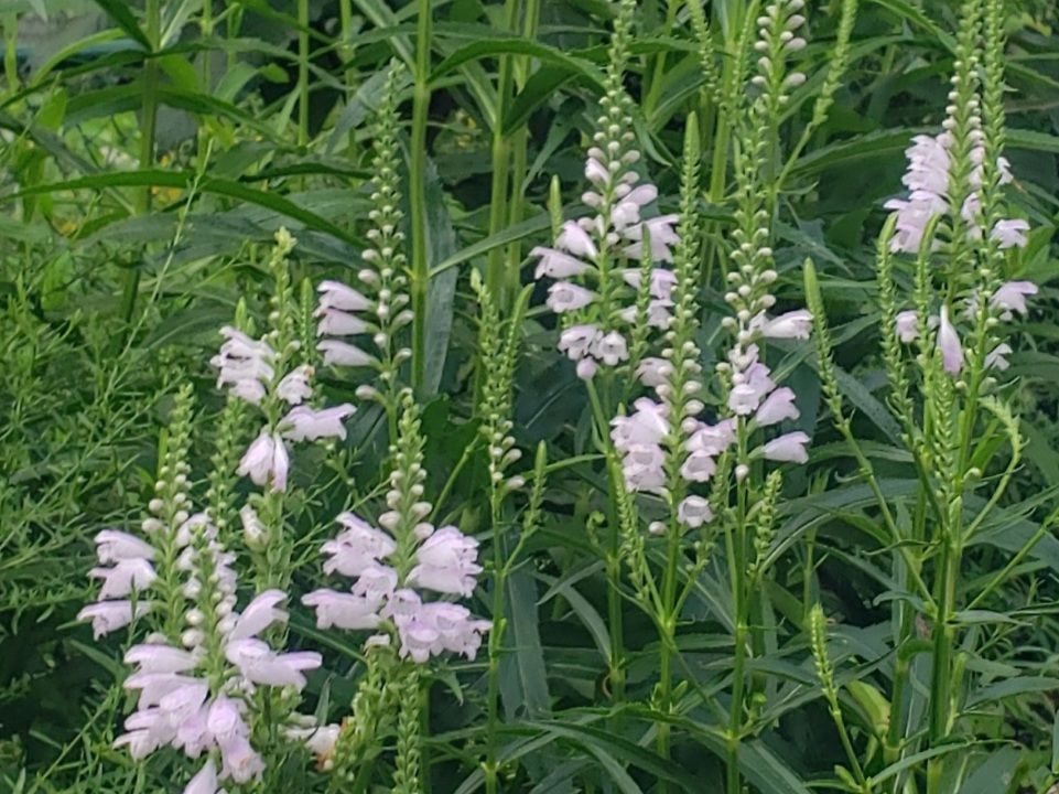 A swath of dozens of flower spikes of physostegia virginiana. Most are still green and small, but many have mature pink flowers or tons of small pink buds.