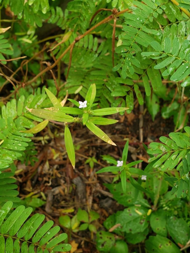 Looking downward at the ground, a patch of dirt/mulch in a clearing amongst partridge pea stems. 3 dainty, pale pink flowers in the patch stand out against the browns and greens.