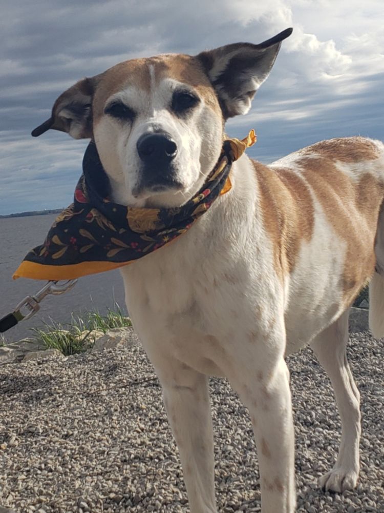 A brown spotted white dog standing on a rocky beach, wearing a bandana. Both his ears and the bandana are fluttering in the wind.