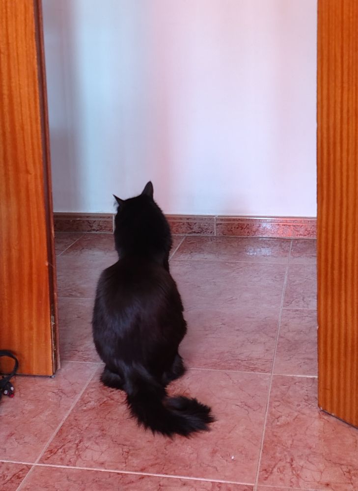 Gato negro de espaldas mirando al pasillo. 