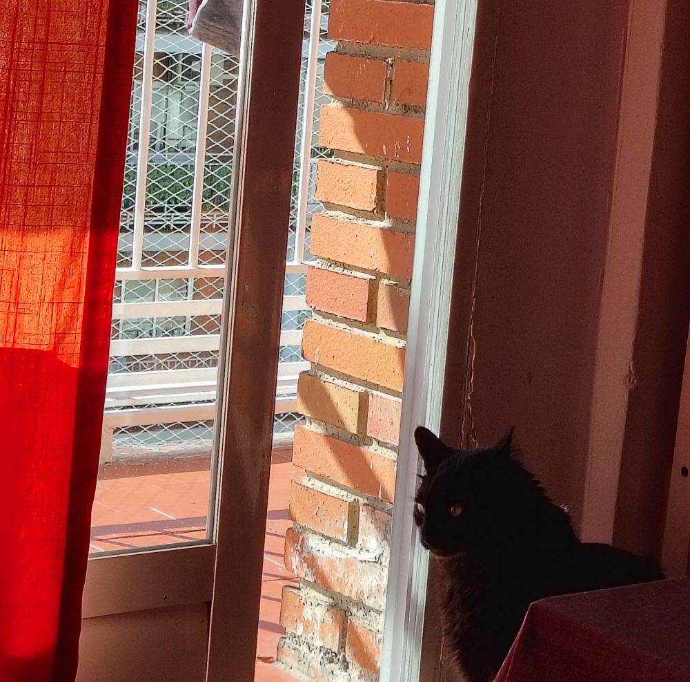 Puerta un poco abierta que da a la terraza donde se ve un trozo del edificio de enfrente. Gato negro de pelo bastante largo mirando hacia ninguna parte. 