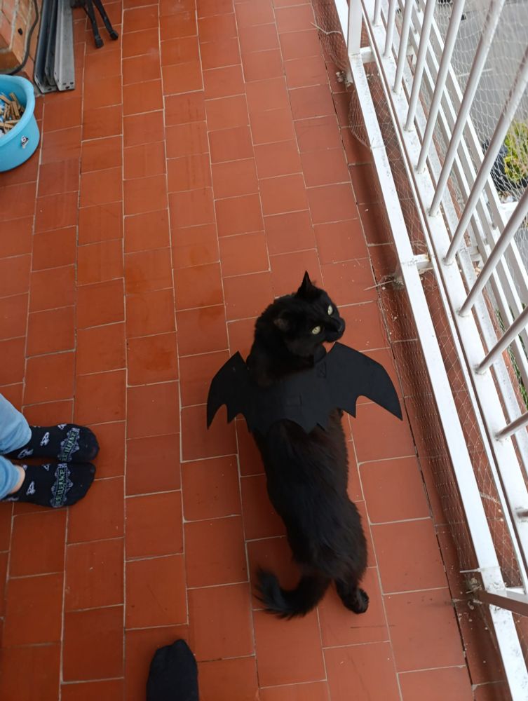 Miauricio gato negro con alas de fieltro negras en la terraza