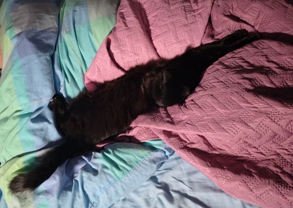 Un gato negro espanzurrao como un borrón en mi lado de la cama. 