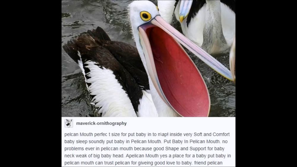 pelcan Mouth perfec t size for put baby in to n\ap! inside very Soft and Comfort baby sleep soundly put baby in Pelican Mouth. Put Baby In Pelican Mouth. no problems ever in peliccan mouth because good Shape and Support for baby neck weak of big baby head. Apelican Mouth yes a place for a baby put baby in pelican mouth can trust pelican for giveing good love to baby. friend pelican