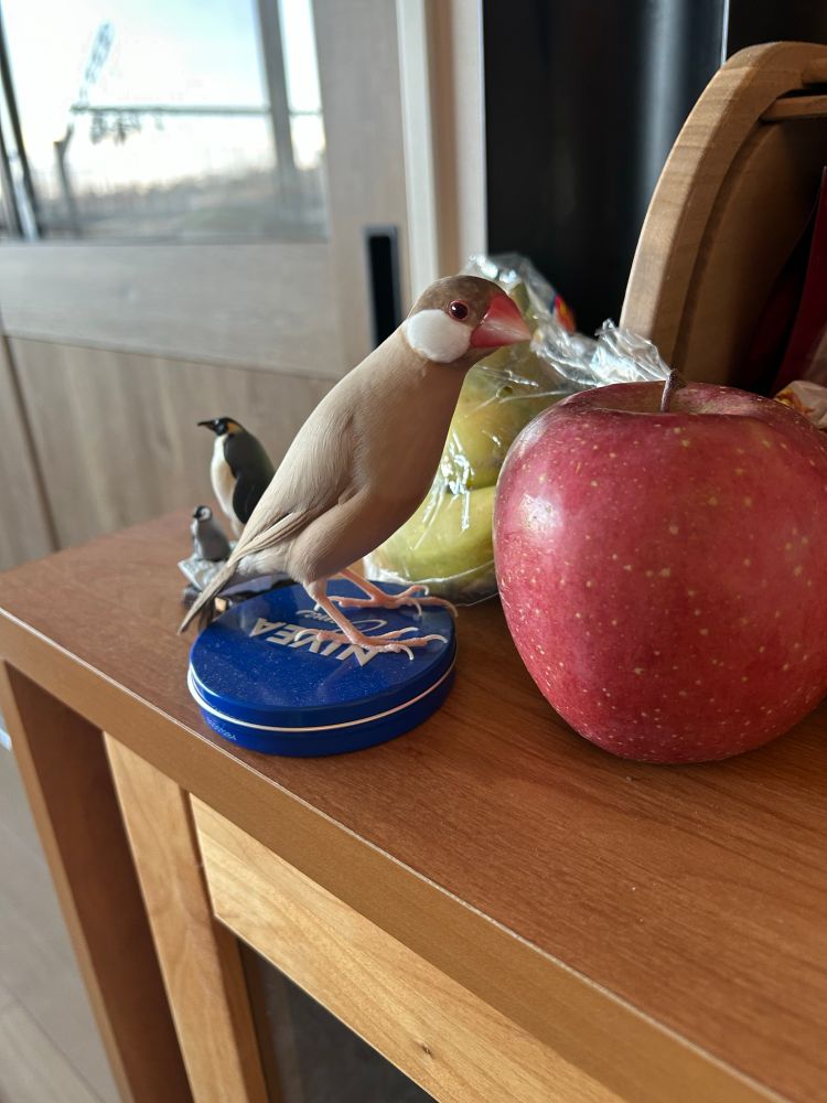 頭から足までびよーんと縦に伸びてペンギンのようなフォルムでリンゴを上から覗き見るシナモン文鳥