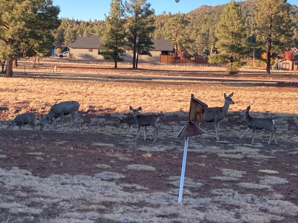 Small herd of does and fawns foraging in backyard 