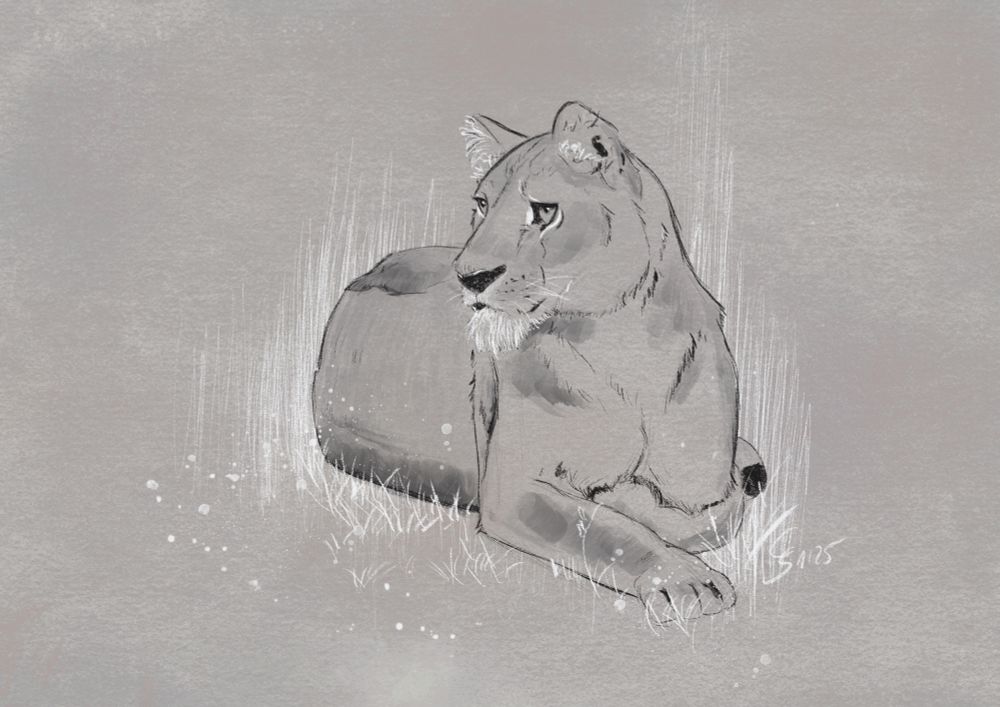 Drawing in black and white of a lioness, she looks to the left 
