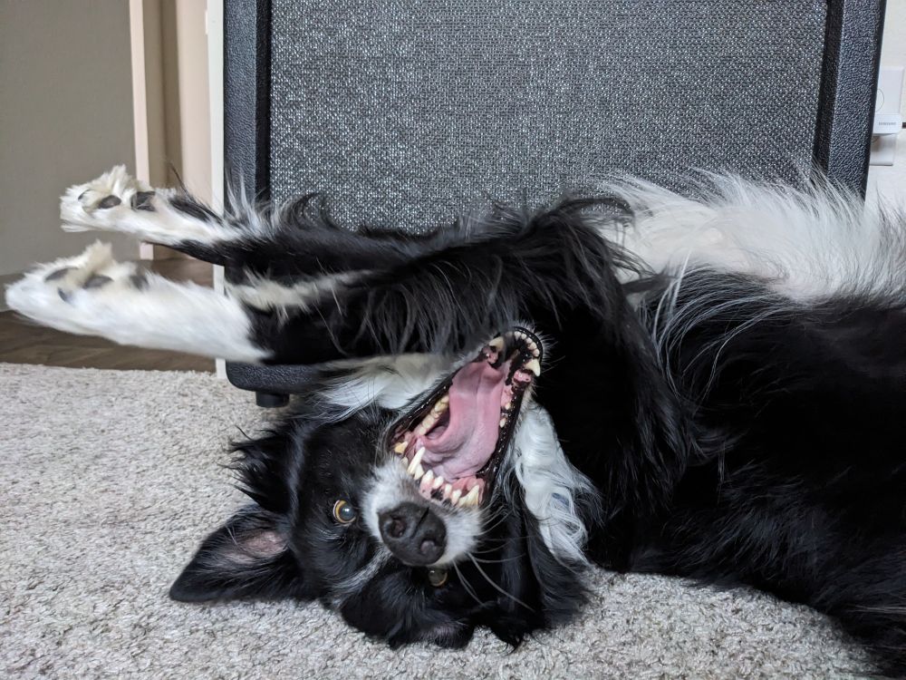 Black and White border collie dog sprawled out on back and appearing to snarl in front of guitar amp.